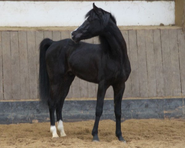 horse Nowar Al Khalediah (Arabian thoroughbred, 2010)