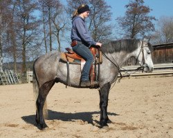 Pferd Ballinahown Luke (Connemara-Pony, 2012, von Castleside JJ)