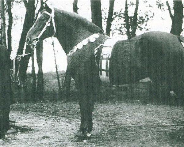 stallion Pullaway (Hackney (horse/pony), 1876)
