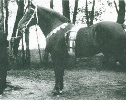 Deckhengst Pullaway (Hackney (Pferd/Pony), 1876)