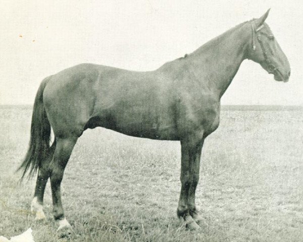 horse Allouez (NL) (Traber, 1933, from Newbold (NL))