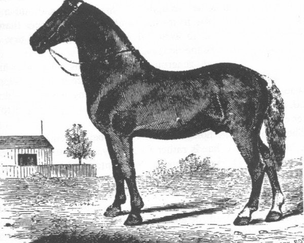 Deckhengst Sherman Morgan (Morgan Horse, 1808, von Justin Morgan)