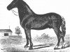 stallion Sherman Morgan (Morgan Horse, 1808, from Justin Morgan)