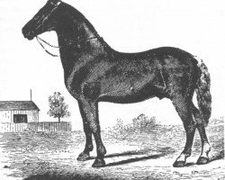 stallion Sherman Morgan (Morgan Horse, 1808, from Justin Morgan)