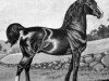 Deckhengst Woodbury Morgan (Morgan Horse, 1816, von Justin Morgan)