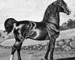 Deckhengst Woodbury Morgan (Morgan Horse, 1816, von Justin Morgan)