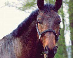 dressage horse Dubstep (Westphalian, 2006, from Dimension)