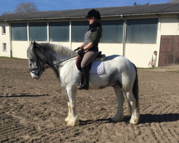 Pferd Rascal (Tinker / Irish Cob / Gypsy Vanner, 2011)