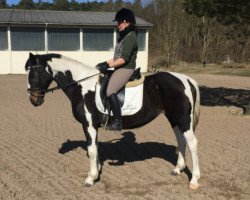 Pferd Petal (Tinker / Irish Cob / Gypsy Vanner, 2009)