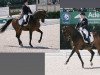 dressage horse Doktor (Oldenburg, 2003, from Diamond Hit)