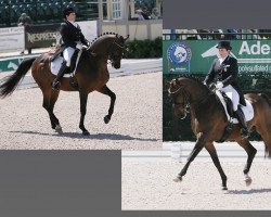 dressage horse Doktor (Oldenburg, 2003, from Diamond Hit)