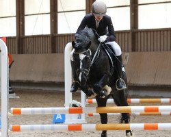 stallion Goodluck Gromit (Welsh-Cob (Sek. C), 2000, from Synod Grouse)