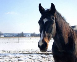 broodmare Ratina BC (Bavarian, 1995, from Legal Legend xx)