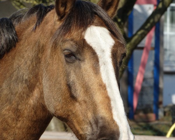 horse Lümmel (Welsh-Cob (Sek. D), 2005, from Cwmmaddoc Appollo)