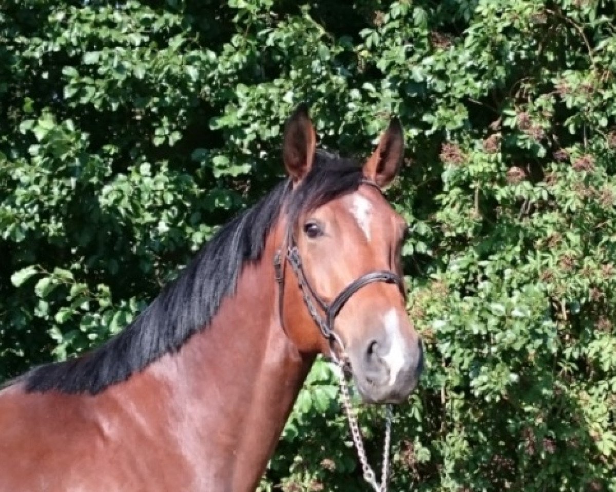 jumper Eggsy (Hanoverian, 2010, from Embassy I)