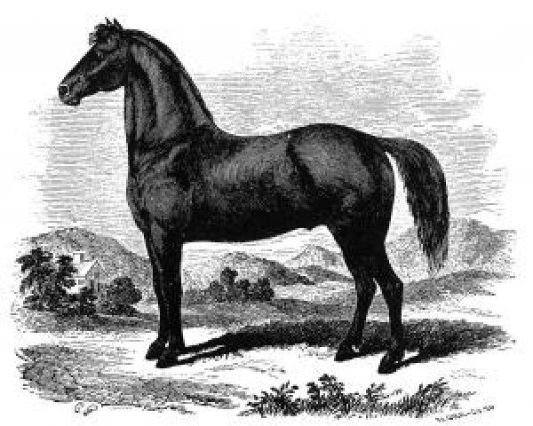 stallion Justin Morgan (Morgan Horse, 1789, from True Briton xx)