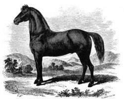 Deckhengst Justin Morgan (Morgan Horse, 1789, von True Briton xx)