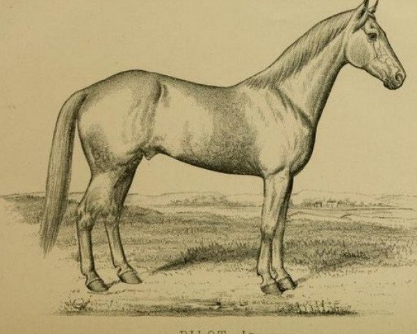 stallion Pilot jr 12 (US) (American Trotter, 1844, from Pilot)