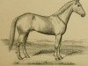 stallion Pilot jr 12 (US) (American Trotter, 1844, from Pilot)