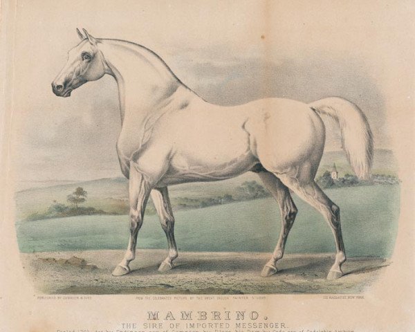 stallion Mambrino xx (Thoroughbred, 1768, from Engineer xx)