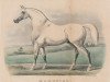 stallion Mambrino xx (Thoroughbred, 1768, from Engineer xx)