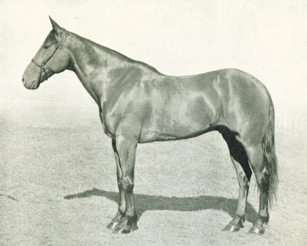 horse Abdullah Scott (NL) (Traber, 1933, from Judge Scott (US))