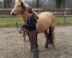 broodmare Sioned (Welsh-Cob (Sek. C), 2009, from Dwyfor Scooby Do)