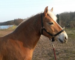 Zuchtstute Alena (Haflinger, 2007, von Amoroso)