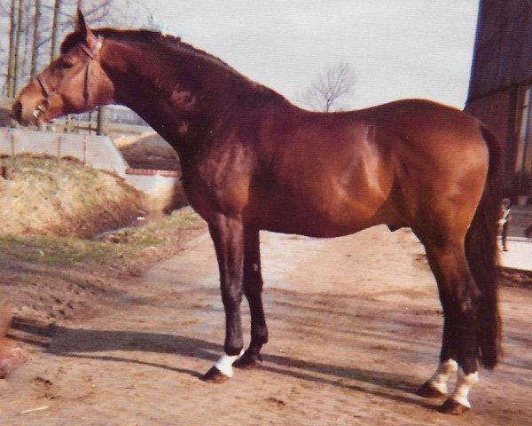 stallion Malachit (Hanoverian, 1968, from Marconi)