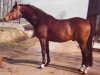 stallion Malachit (Hanoverian, 1968, from Marconi)