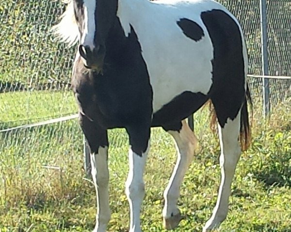 horse Lawa (Polish Warmblood, 1996, from Krawat)