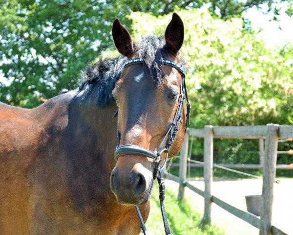 horse Bel Jashmin (Polish Warmblood, 2007, from Biwak)