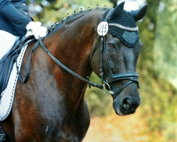 dressage horse Robino 10 (unknown, 1997)