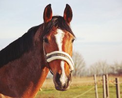 horse Latina (Westfale, 2005, from Laudabilis)