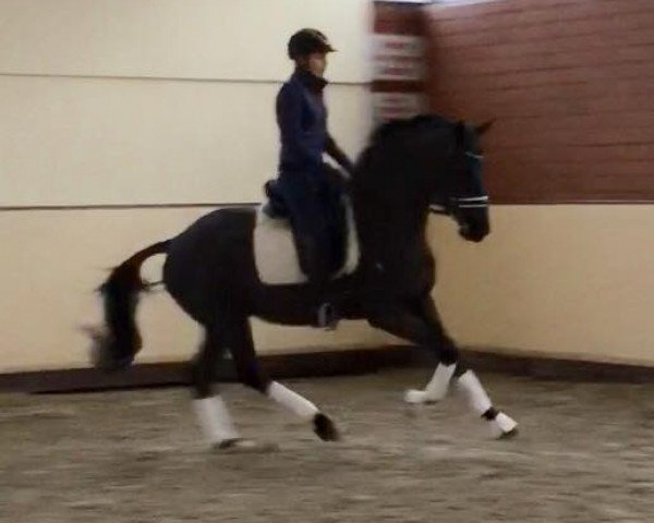 dressage horse Totifürst (Hanoverian, 2013, from Totilas)