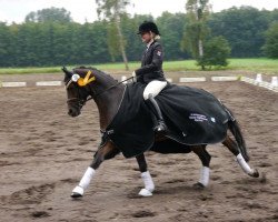 dressage horse Bjirmen's Eelco (Welsh, 2010, from Heitrak's Marvin)