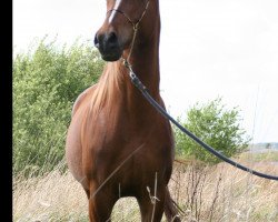 horse Rachida's Jaouard (Arabian thoroughbred, 2009, from El Ninjo)