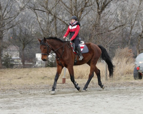 horse Casano (Austrian Warmblood, 2007)