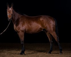 dressage horse Sullivan S (Hanoverian, 2011, from Stedinger)