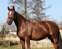 broodmare Donna Karan (Hanoverian, 2001, from De Niro)