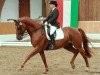 dressage horse Wouldlike to be (Hanoverian, 1999, from Weltmeyer)