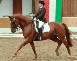 dressage horse Wouldlike to be (Hanoverian, 1999, from Weltmeyer)