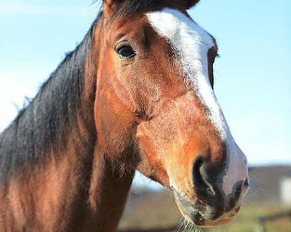 Springpferd Qui Lexis (Zweibrücker, 2010, von Quilago)