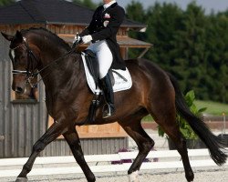 dressage horse Carpe Diem 29 (Oldenburg, 2000, from Caprimond)