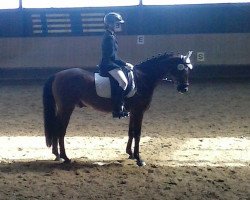 dressage horse Harry 139 (German Riding Pony, 2001, from Henry)