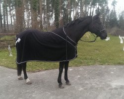 dressage horse Dolana 13 (Hanoverian, 2008, from Dauphin)