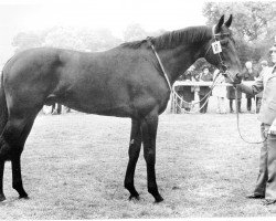 stallion Lemon xx (Thoroughbred, 1971, from Blauer Reiter xx)