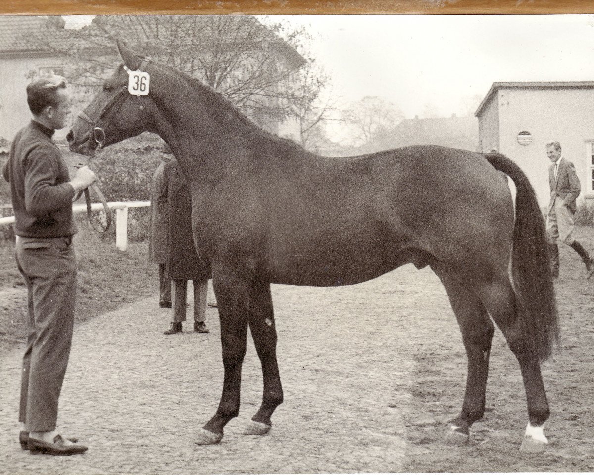 stallion Marcus (Hanoverian, 1962, from Marconi)