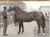stallion Marcus (Hanoverian, 1962, from Marconi)