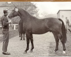 Deckhengst Marcus (Hannoveraner, 1962, von Marconi)